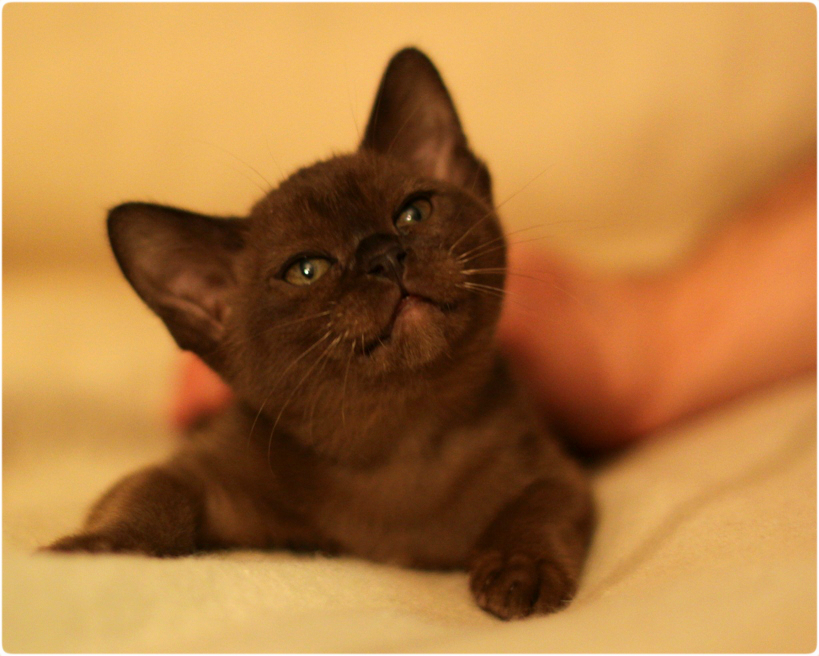 burmese. бурманский котенок купить в питомнике burmese, бурма