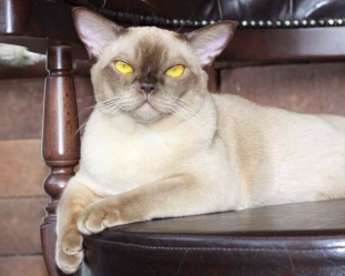 бурманская кошка, питомник бурманских бурманский котенок в москве