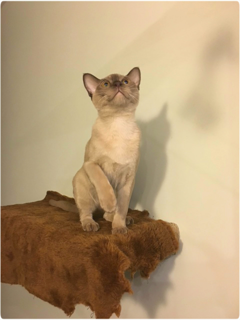 burma бурманский котенок