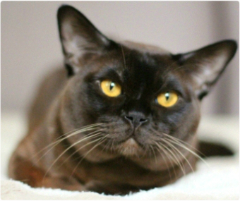BURMESE Kittens burmese, европейская бурма