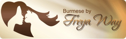 burmese, бурма