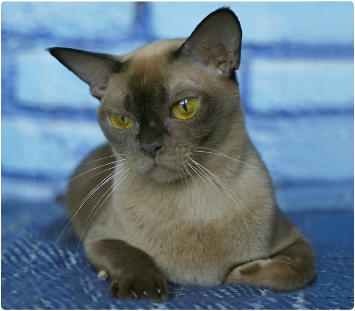 BURMESE Kittens burmese, европейская бурма
