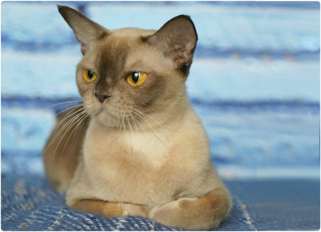 BURMESE Kittens burmese, европейская бурма