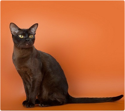 burmese burmese, бурма