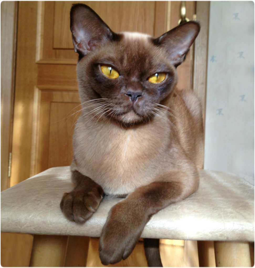 BURMESE Kittens burmese, европейская бурма