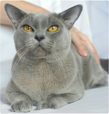 BURMESE Kittens burmese, европейская бурма