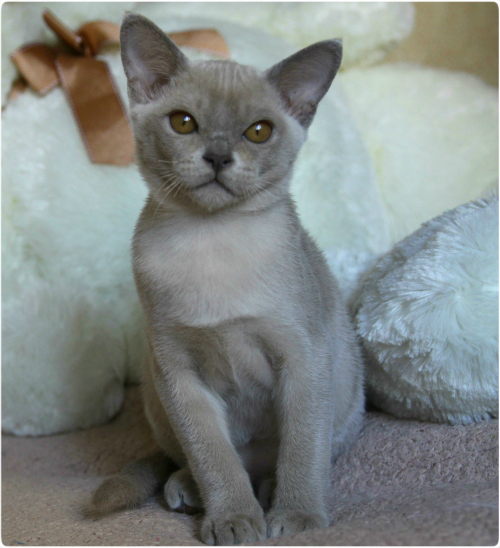 BURMESE Kittens burmese, европейская бурма