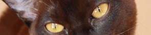 burmese