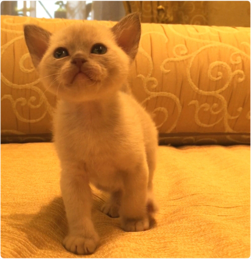 бурманский котенок, бурма, питомник бурманский