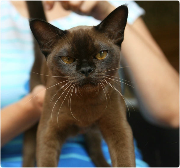 burmese, европейская бурма