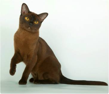 BURMESE Kittens burmese, европейская бурма