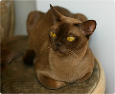BURMESE Kittens burmese, европейская бурма