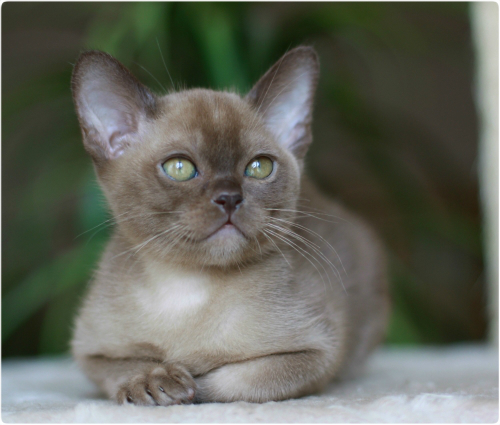 бурманский котенок