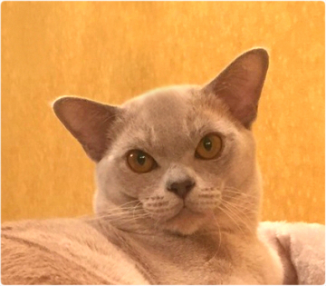 BURMESE Kittens burmese, европейская бурма