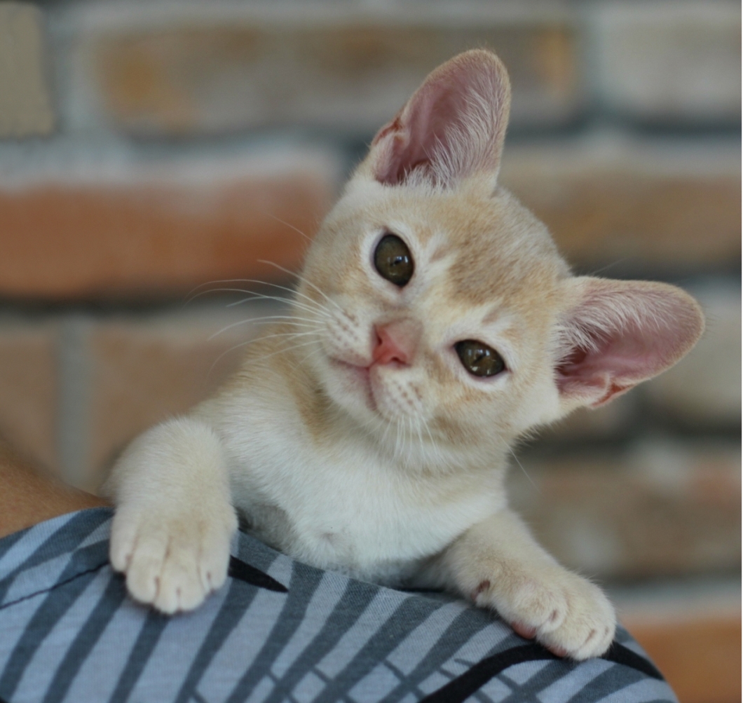 бурманский котенок из питомника