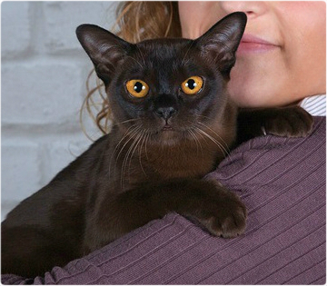 burmese burmese, европейская бурма