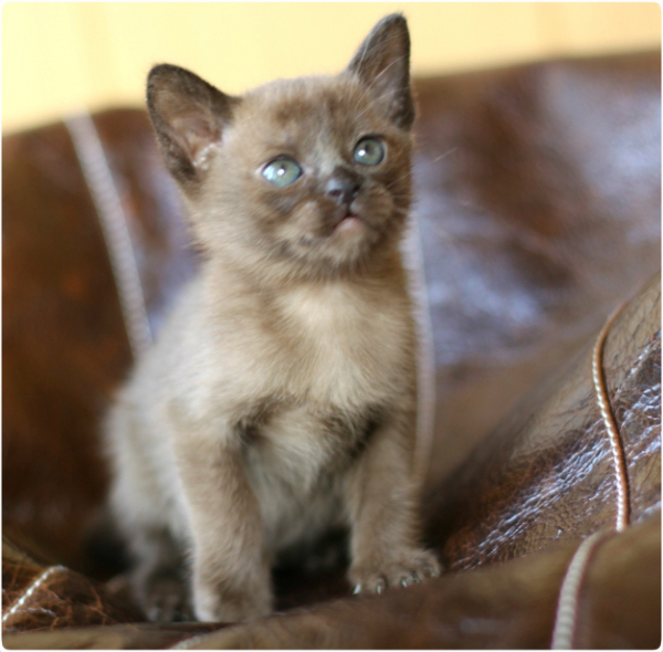 BURMESE Kittens burmese, европейская бурма