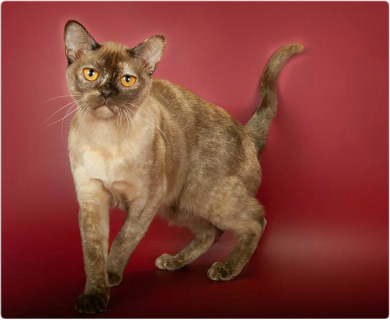 BURMESE Kittens burmese, европейская бурма