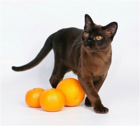 BURMESE Kittens burmese, европейская бурма