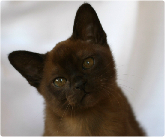 BURMESE Kittens burmese, европейская бурма