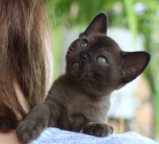 BURMESE Kittens, бурманский котенок в москве бурма, питомник бурманских кошек