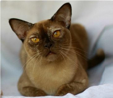 BURMESE Kittens burmese, европейская бурма