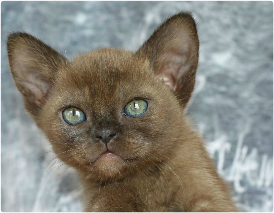 BURMESE Kittens burmese, бурма