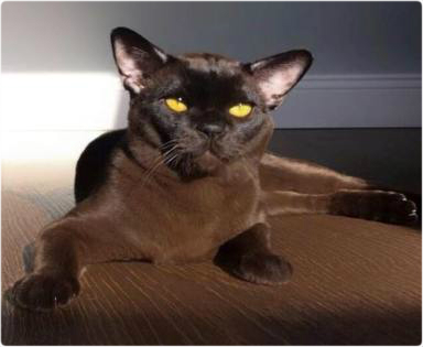 burma pitomnik burmese, европейская бурма