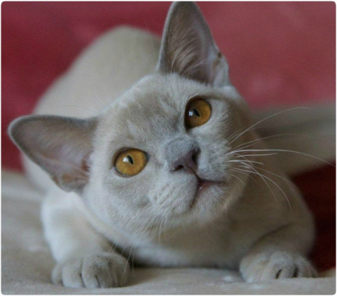BURMESE Kittens burmese, европейская бурма