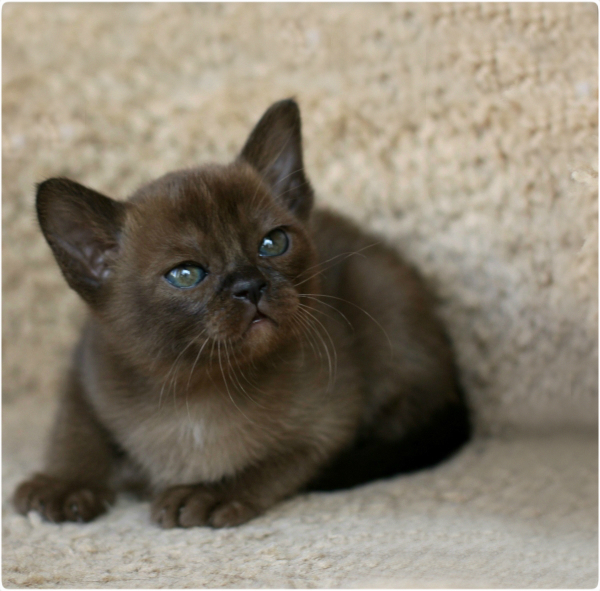 BURMESE Kittens Litter U girl 1 burmese, европейская бурма