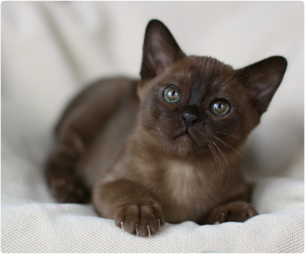 BURMESE Kittens Litter U boy burmese, европейская бурма