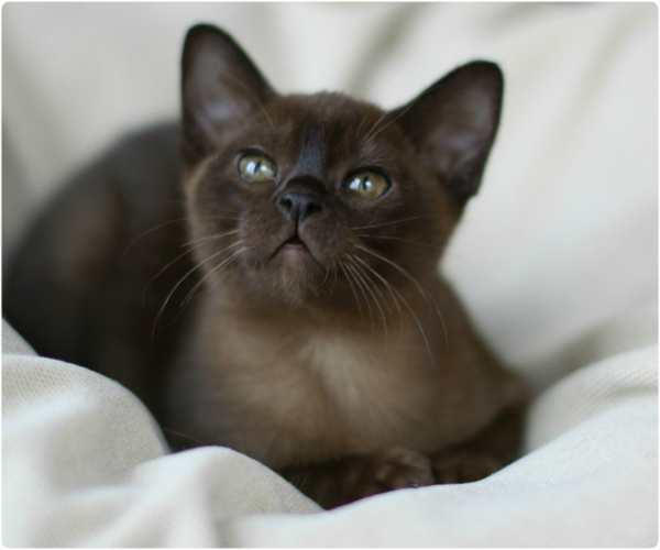 BURMESE Kittens burmese, европейская бурма
