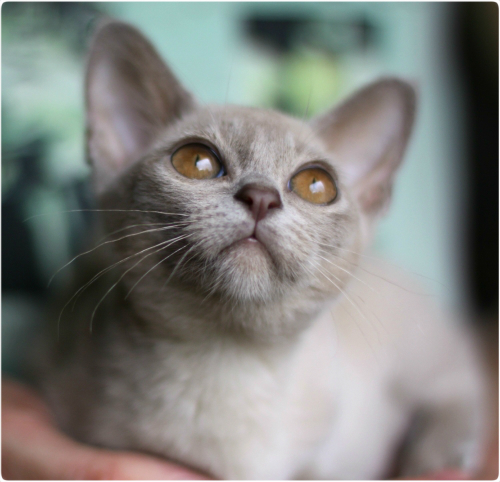 питомник бурманских кошек в москве, бурма