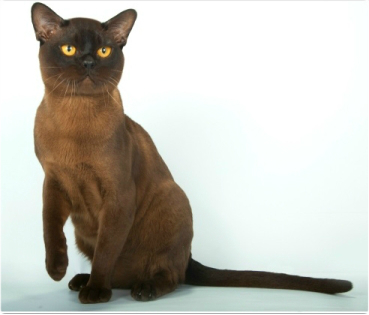 BURMESE Kittens burmese, европейская бурма