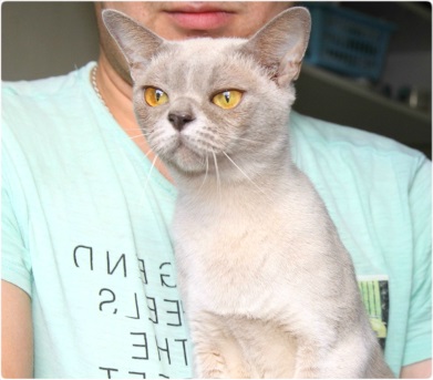 BURMESE Kittens burmese, европейская бурма